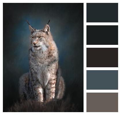 Predator Wild Animal Lynx Image